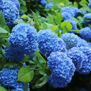 Blue Nikko Hydrangea